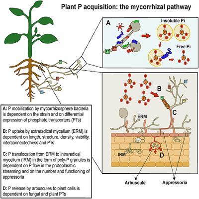 Mycorrhizal Symbionts and Associated Bacteria: Potent Allies to Improve Plant Phosphorus Availability and Food Security